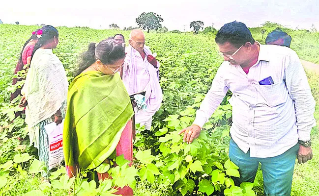 పత్తిలో పూత రాలడాన్ని నివారించాలి