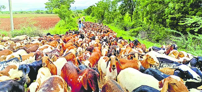 పశువు