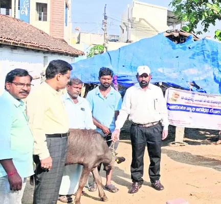 గాలికుంటు వ్యాధికి టీకాతో చెక్