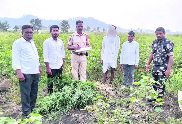 36 గంజాయి మొక్కలు స్వాధీనం
