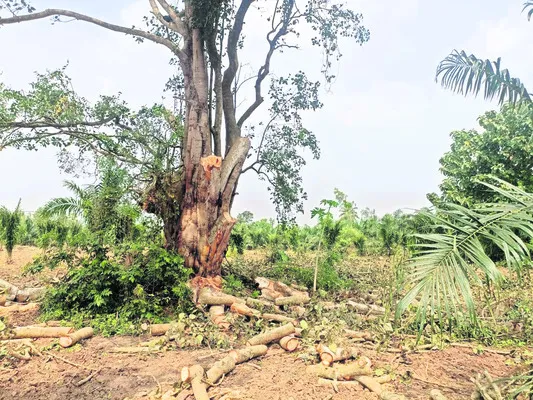 100 ఏళ్ల రావిచెట్టు నరికివేత