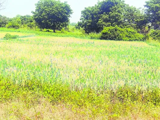 బోనస్ బొనాంజా