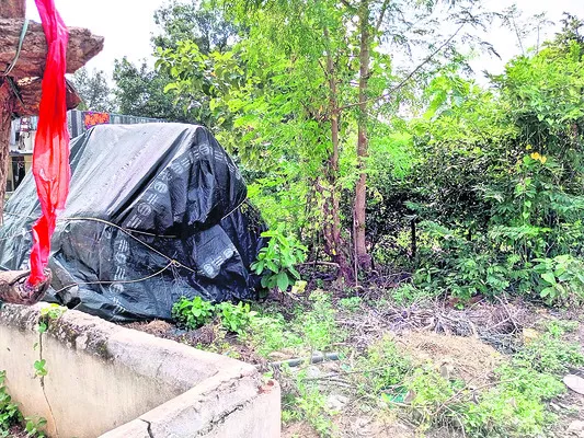 అడవి
