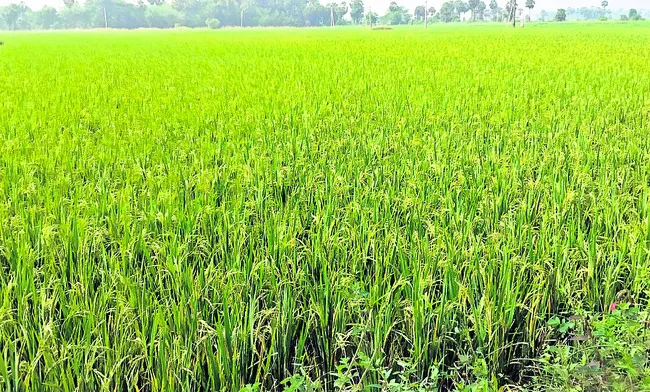 పంటదశ