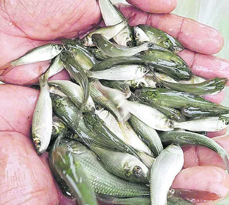 చేప పిల్లల పంపిణీకి సిద్ధం