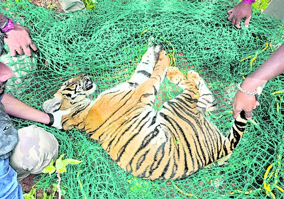రౌడీ పులి పట్టివేత