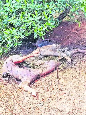 చిరుత పులి దాడిలో గేదె మృతి 