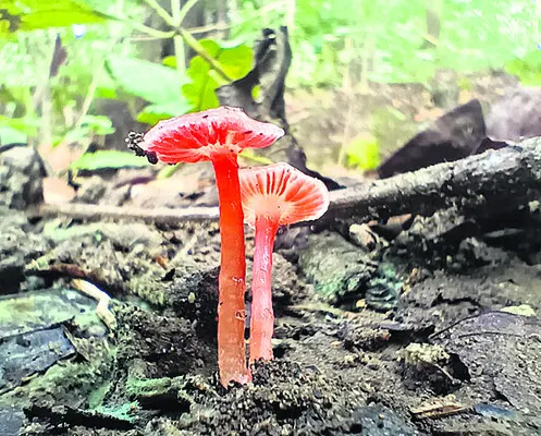 దరఖాస్తు గడువు పొడిగింపు
