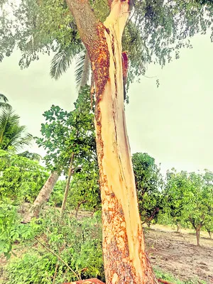 సీ్త్