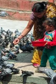 Pigeon feeding ban sparks debate in India11