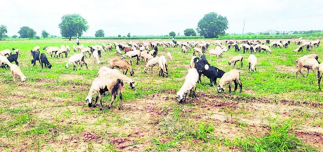 ● రైతు కష్టం జీవాలపాలు! 
