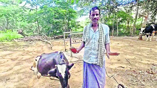 అందని పశు వైద్యం
