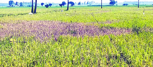 వరి చ