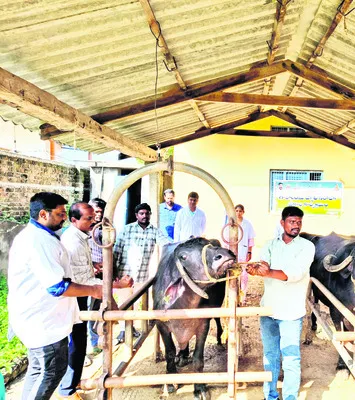 టీకాల