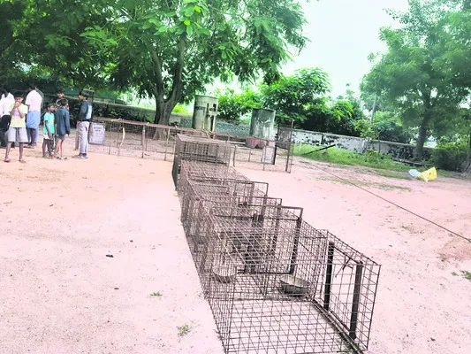 కూరెళ