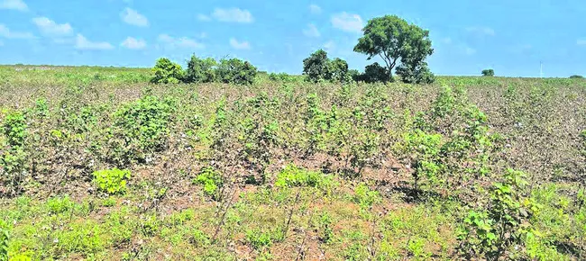 పత్తి
