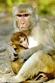 Monkeys for sale in Warangal10