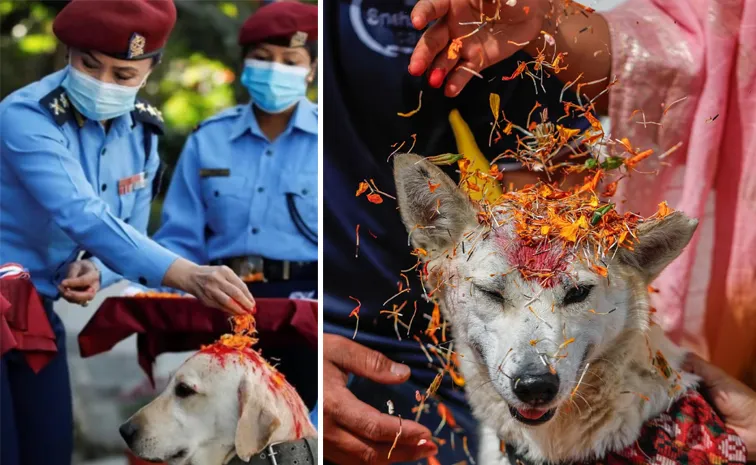 Diwali 2025 Nepals Kukur Tihar festival worships dogs check deets inside2