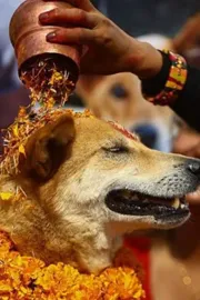 Diwali 2025 Nepals Kukur Tihar festival worships dogs check deets inside3