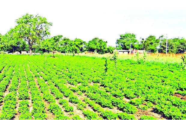 చితికిన చెనిక్కాయ