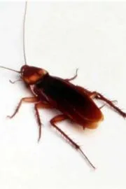 Woman Accidentally Extinguish Neighbour While Trying To Burn Cockroach4