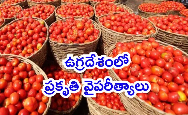 why tomato kg in Rs 700 in pakistan reasons