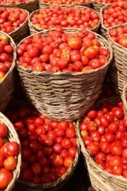 why tomato kg in Rs 700 in pakistan reasons10