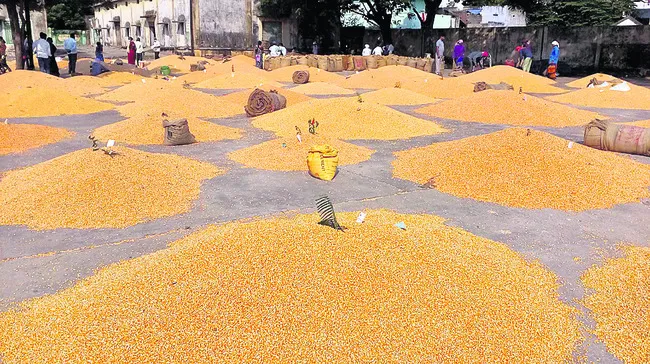 మక్కల కొనుగోలులో దళారులకు చెక్
