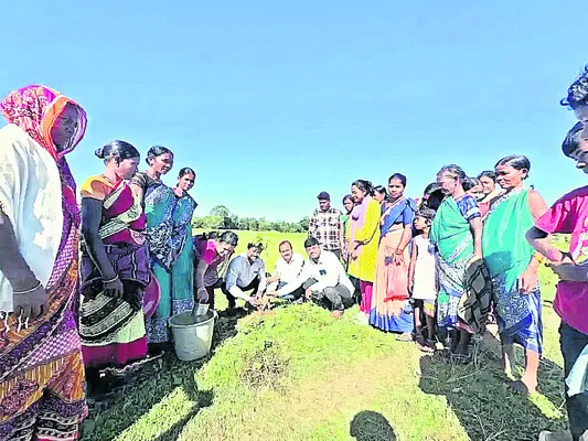 మొక్క