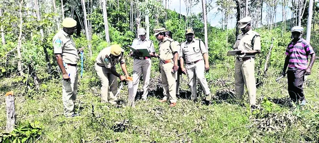 జామాయిల్‌ చెట్ల నరికివేతపై విచారణ