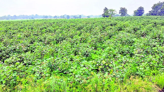 కొనుగోలు కేంద్రమెక్కడ..? 