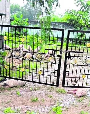 విద్యుత్‌ షాక్‌తో మూడు పందులు మృతి