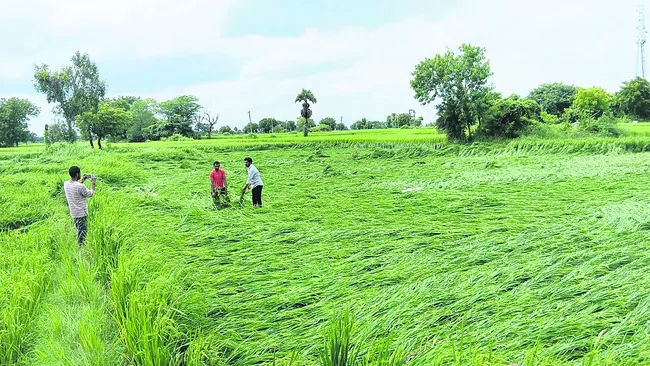 అన్నద