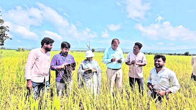 సస్యరక్షణ చర్యలు పాటించాలి