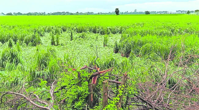 రైతులకు వాయు‘గండం’ 