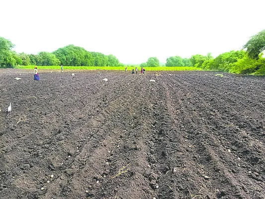 ఊపందుకున్న ఆలు సాగు