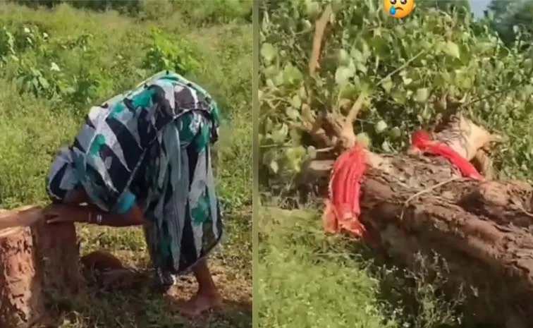 చెట్టు చనిపోయింది...  ఊరు దుఃఖసముద్రం అయింది!
