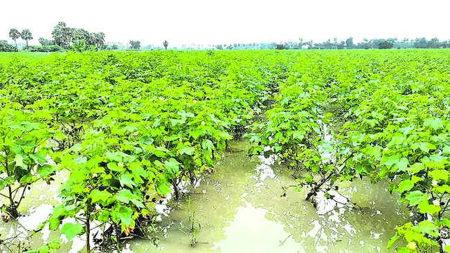 తెల్లబోయిన బంగారం