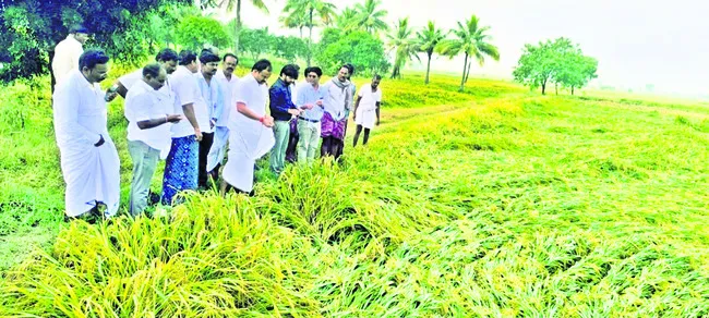 అకాల వర్ష బీభత్సం.. వరి పైరుకు నష్టం
