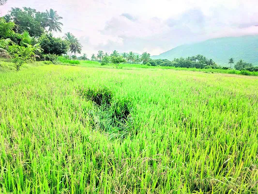 వరి పంటపై అడవి పందుల దాడి