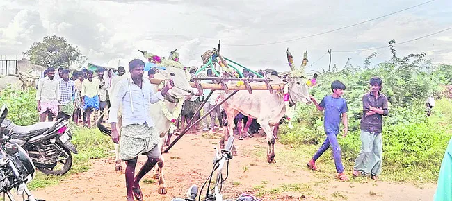 ●జోడెద్దుల జోరు