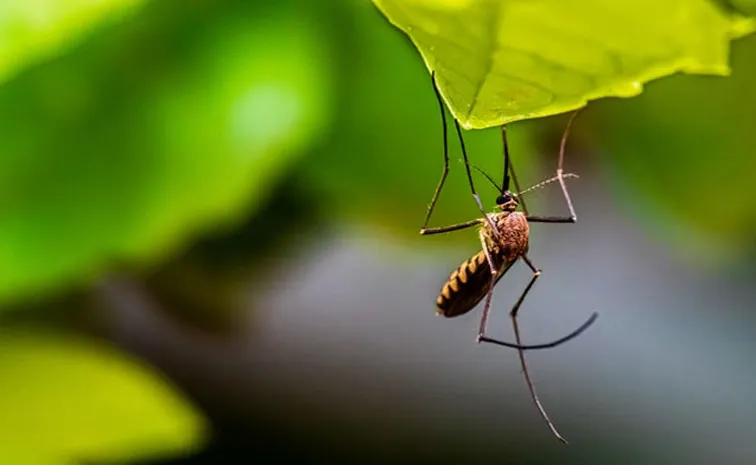 Mosquitoes found in Iceland for first time as climate crisis