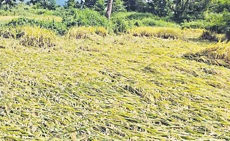 నిండా ముంచిన వాన