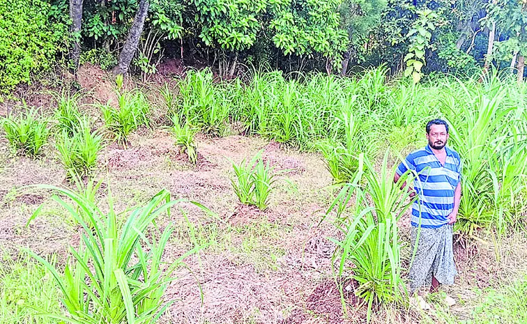 బీల భూముల్లో.. మొగలి పరిమళాలు
