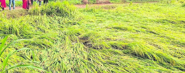 వరి రైతు వెన్నులో వణుకు 