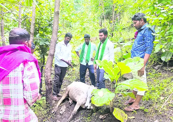 కడ్డో
