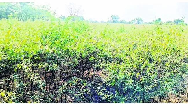 కంది పంట వెలవెల.. రైతన్న విలవిల