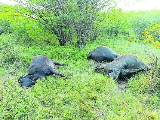 కరువైన బీమా ధీమా