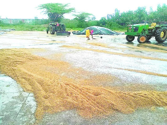 ధాన్య