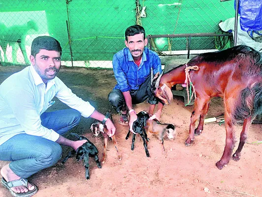 ఒకే ఈతలో నాలుగు పిల్లలు